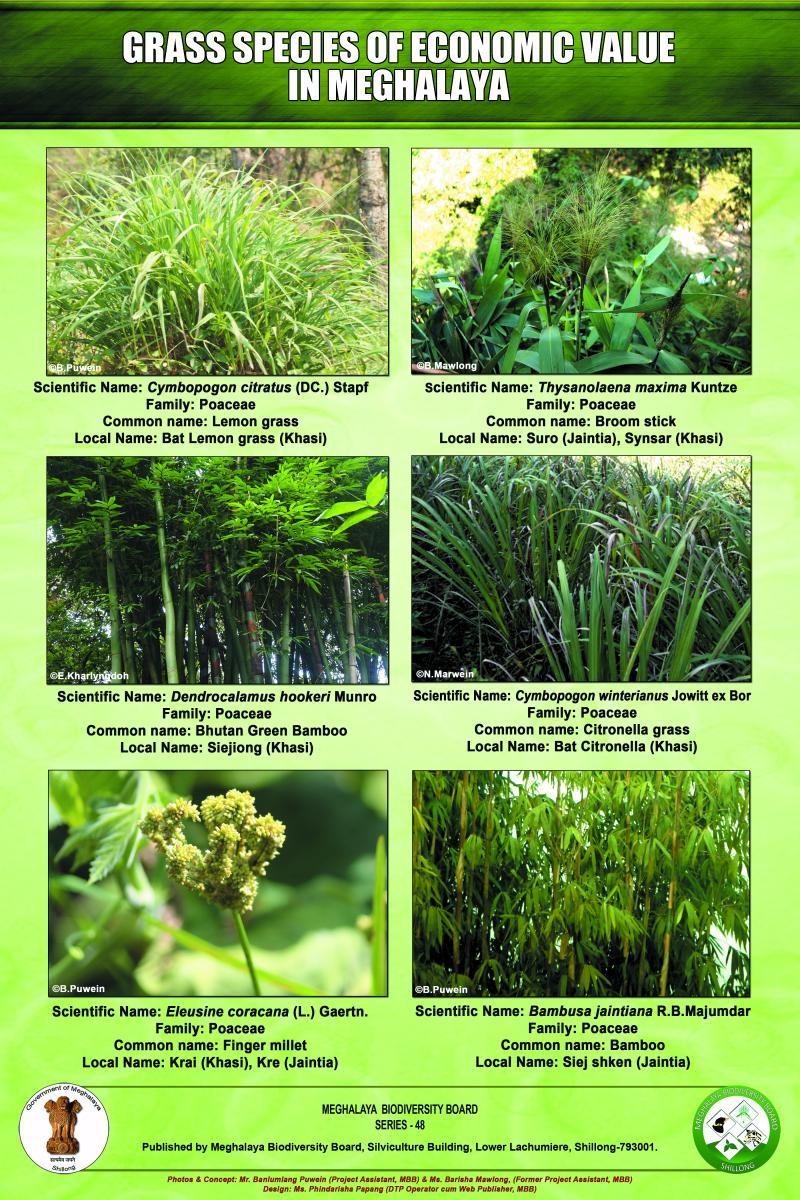 Grass species of Economic value in Meghalaya