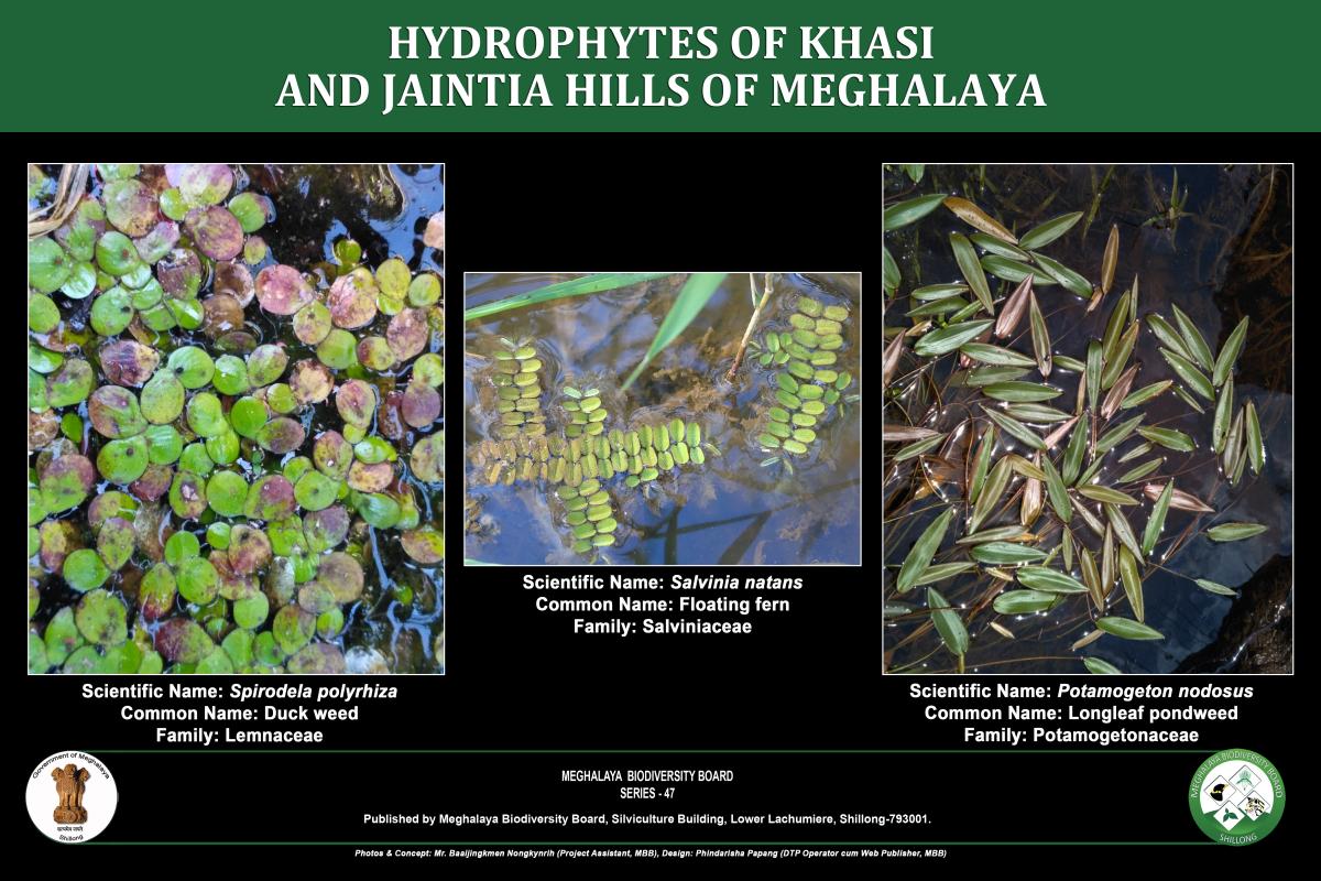 Hydrophytes of Khasi and Jaintia Hills of Meghalaya