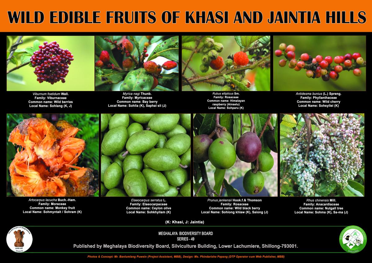Wild edible fruits of Khasi and Jaintia Hills