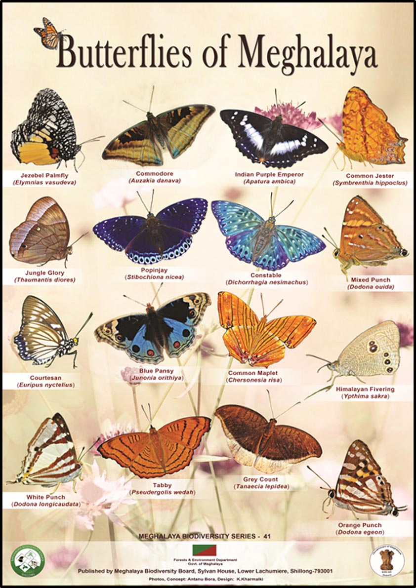 Butterfly of Meghalaya