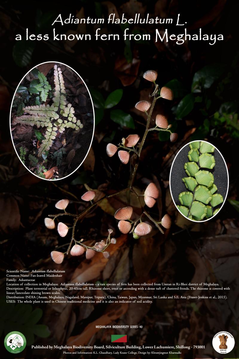 Adiantium Flabellulatum L. 
A less know fern from Meghalaya
