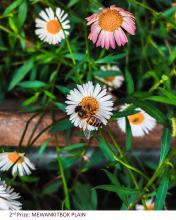 A BEE PROVIDED WITH AN UNDISTURBED FOOD SUPPLY AS SIMPLE AS A WILD DAISY CAN BENEFIT MANKIND AS AN AGENT OF POLLINATION, A NECESSITY TO ENSURE A SUSTAINABLE FOOD SUPPLY FOR US
